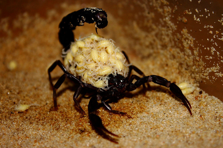 宠物蝎子 亚洲雨林蝎 非洲帝王蝎 黑黄肥尾蝎 以色列金蝎1
