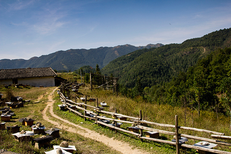 广西大容山土蜂蜜高山蜂蜜冬蜜百花蜜百分百纯正