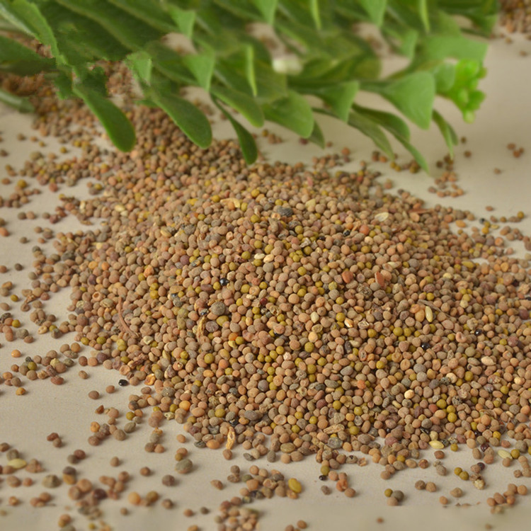 精选 正宗药材菟丝子水洗兔丝子 产地直销