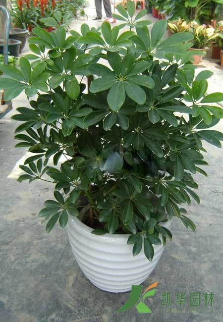 6米 鸭脚木图片,植物租赁 植物公司 绿化公司大型植物1.