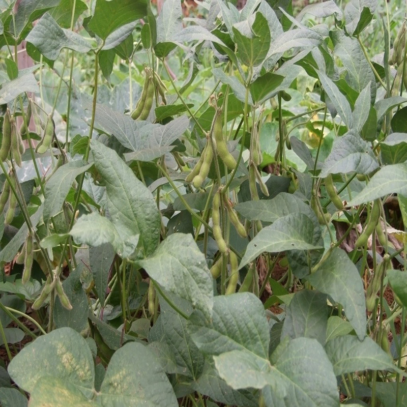 供应】优质纯正黑豆,豆中精品,营养丰富】价格,厂家,图片,豆类作物