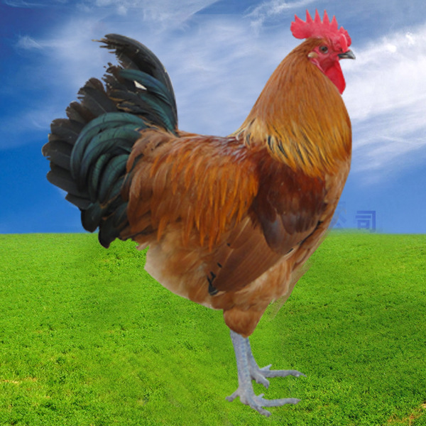 常年出售:柴鸡苗,加回收 - 淮南市淮凤禽业有限公司