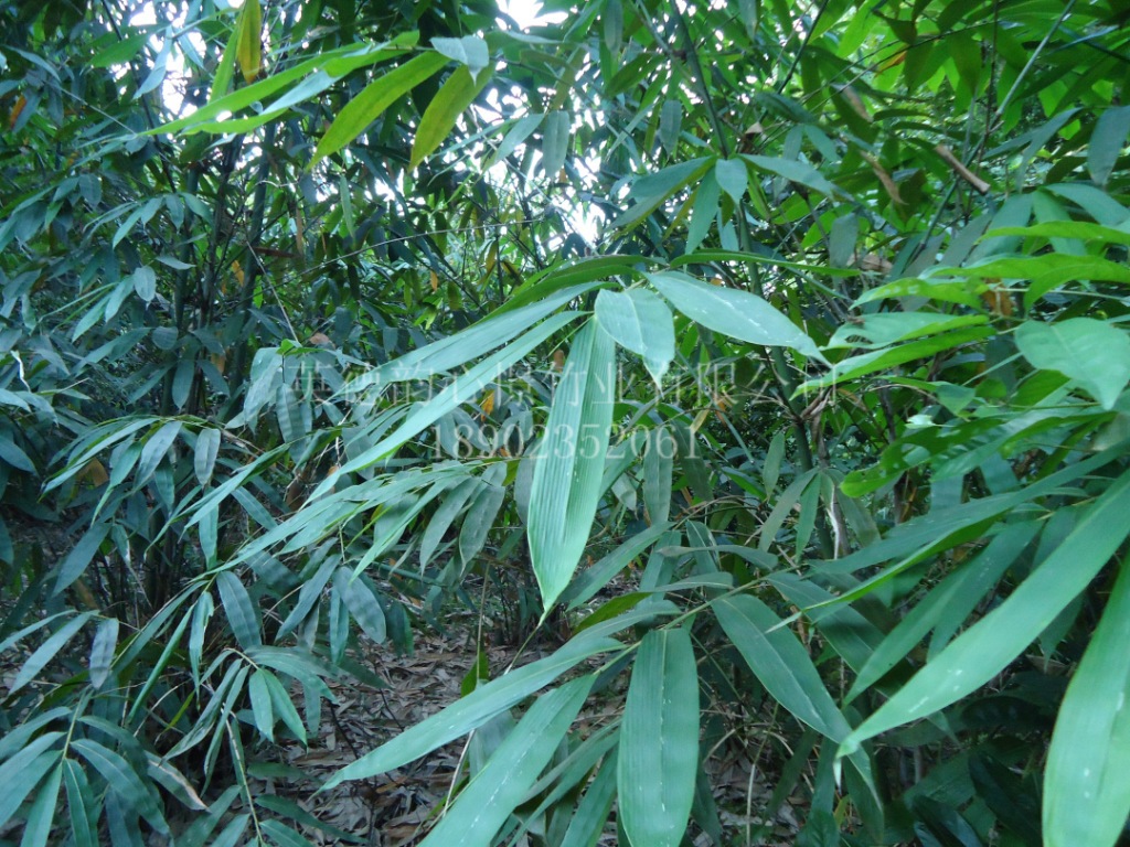 麻竹叶清香粽叶广东种植地生产厂.