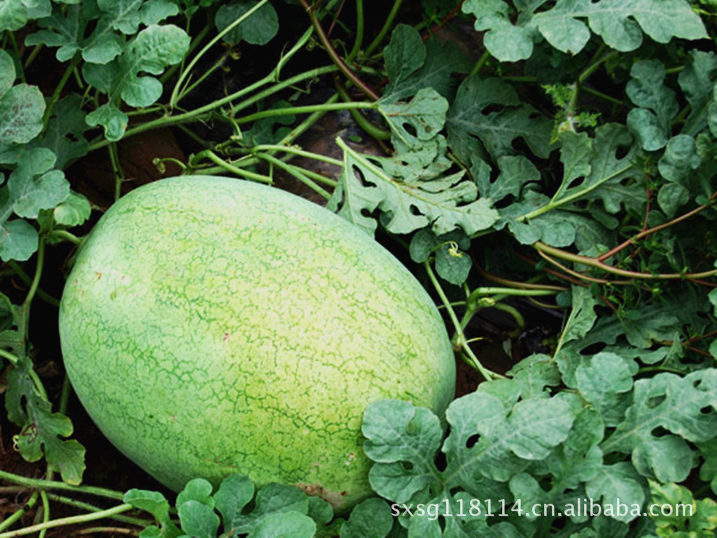 陕西新红宝西瓜价格