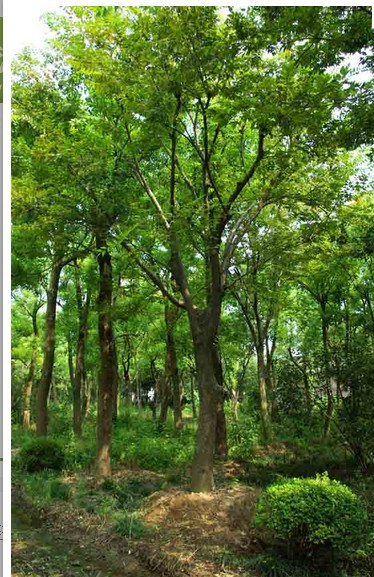 大规格黄连木 胸径 米径30 35 40 45 50 公分cm 移栽 植 脑心木