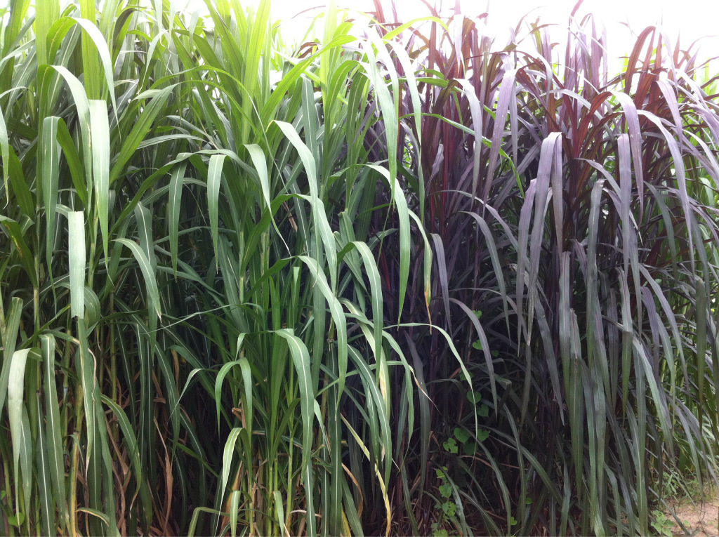 除了作为菌料外,还可做饲料,同时还是水土保持的优良草种.