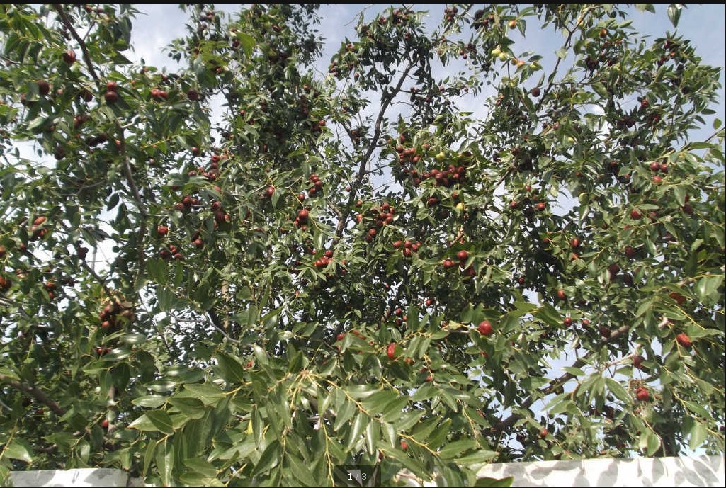 兰州焦枣王 焦枣 红枣 空心枣 优质一级枣