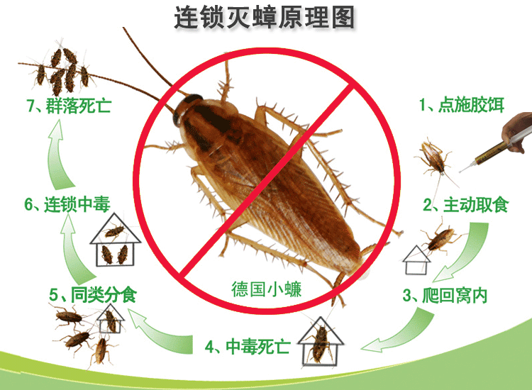 长沙灭蟑螂药/赵师傅杀蟑胶饵10克除蟑螂最好的药 蟑螂药批发