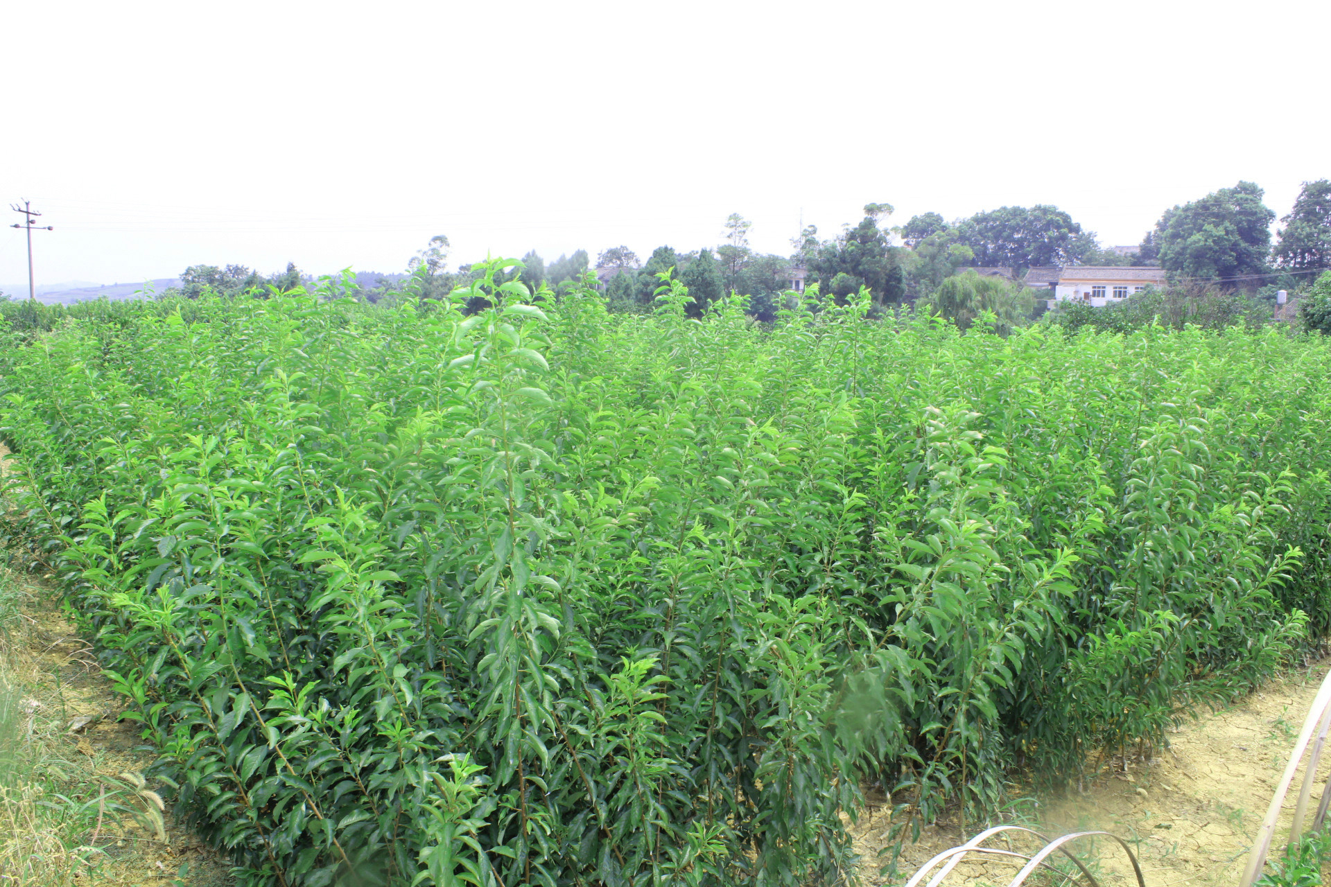 【厂家特价供应脆红李】价格,批发,供应商厂家 简阳市泰丰苗木种植
