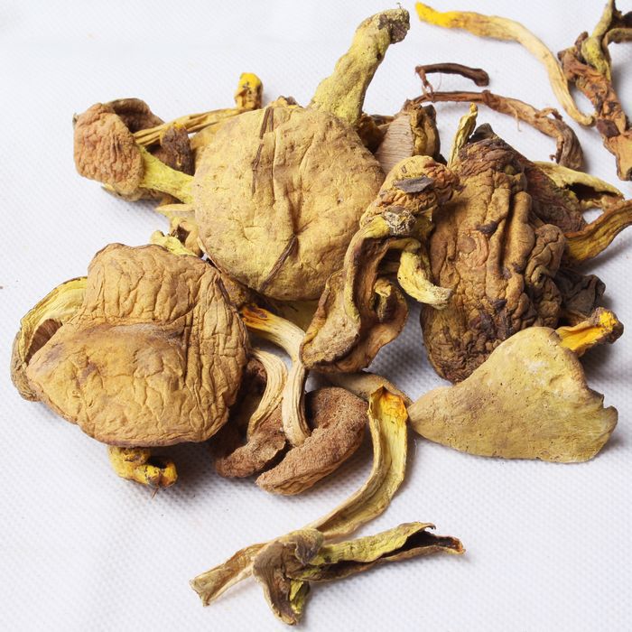批发小黄菌干片 食用菌 菌 云南小黄菌熬汤料