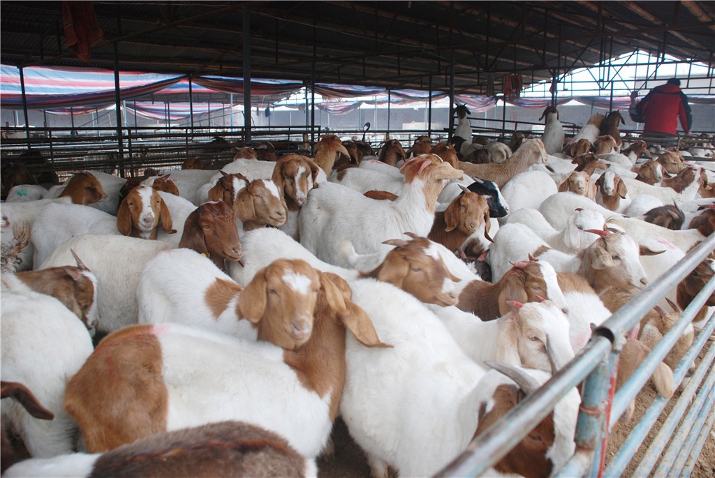 江苏纯种波尔山羊适合养殖吗 山东纯种波尔山羊养殖场