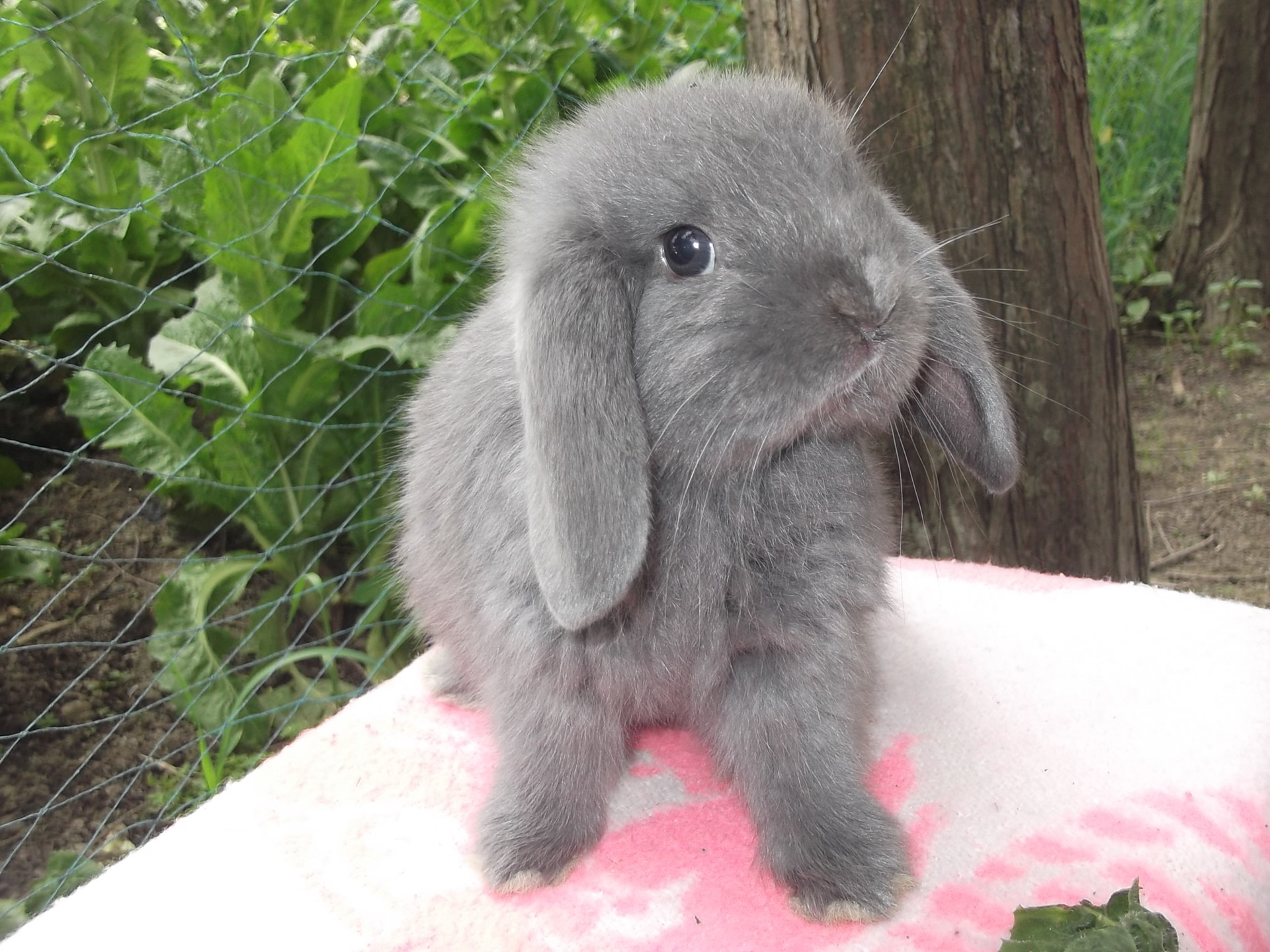 批发各种品种的荷兰宠物兔 漂亮 活泼 已打健康兔宝宝