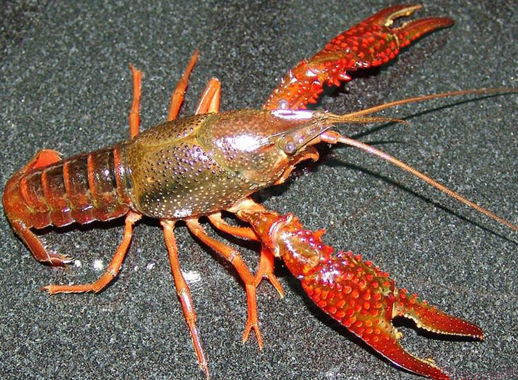 鄱阳湖小龙虾 鲜活小龙虾 淡水小龙虾批发2~4钱大小红虾