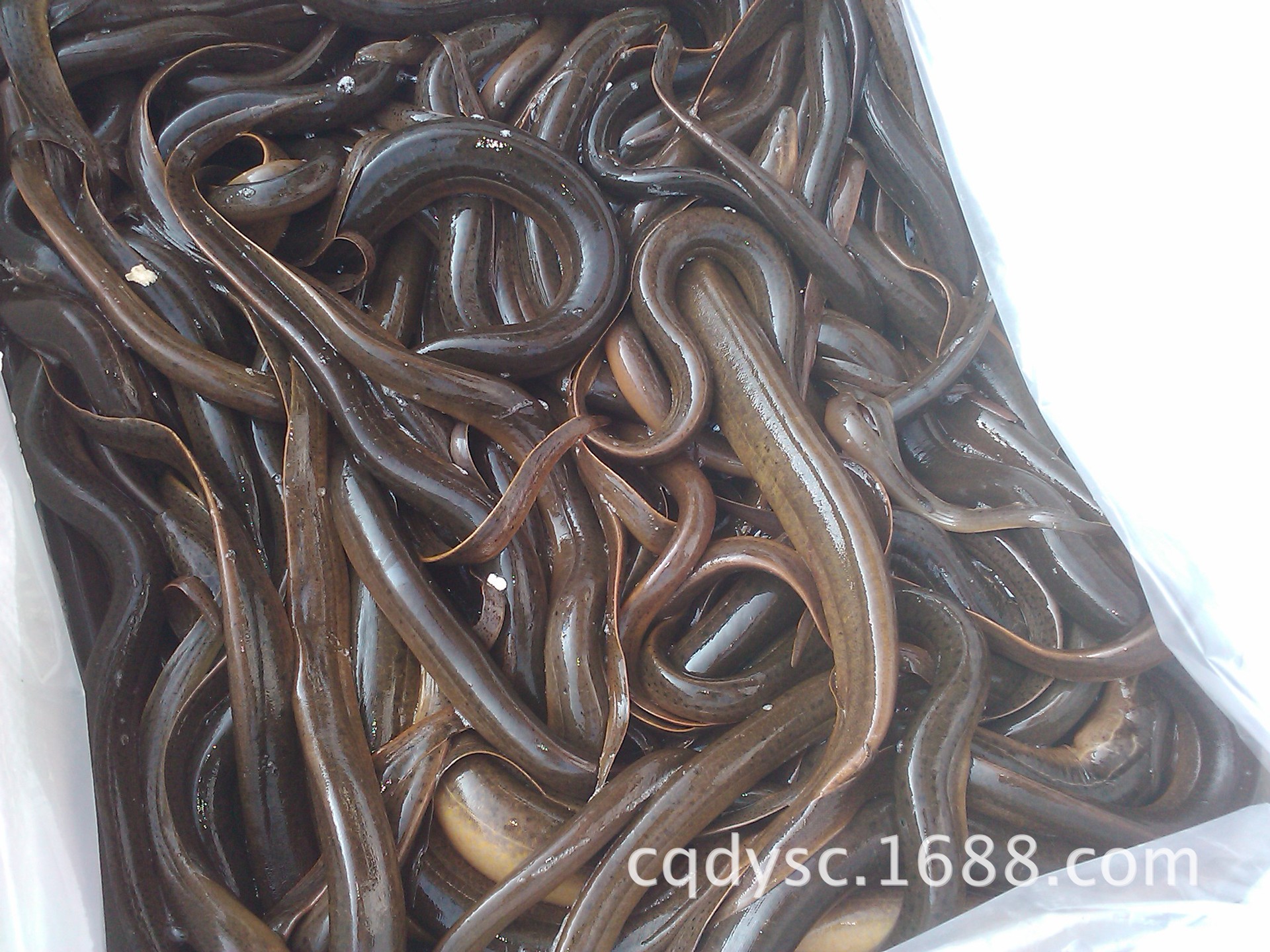 重庆总代理孟加拉野生黄鳝