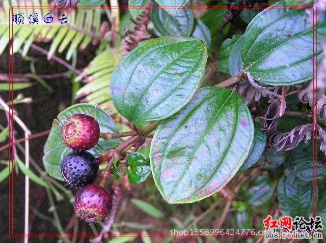 地婆子   这个很多.土话叫地蒲.熟了就成紫色.甜甜的.我还蛮喜欢的.