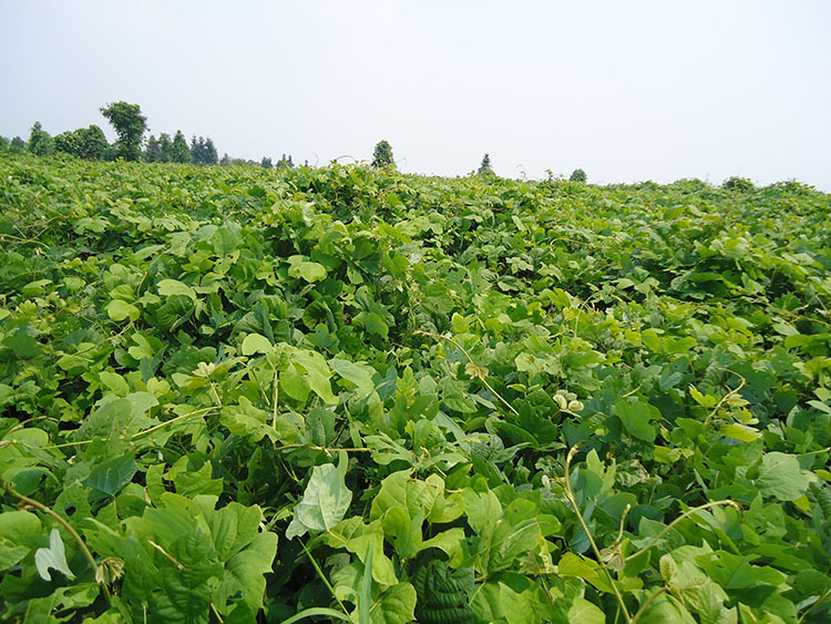 抚州市临川区必福粉葛种植基地大量供应优质葛苗:现是葛根种植旺季