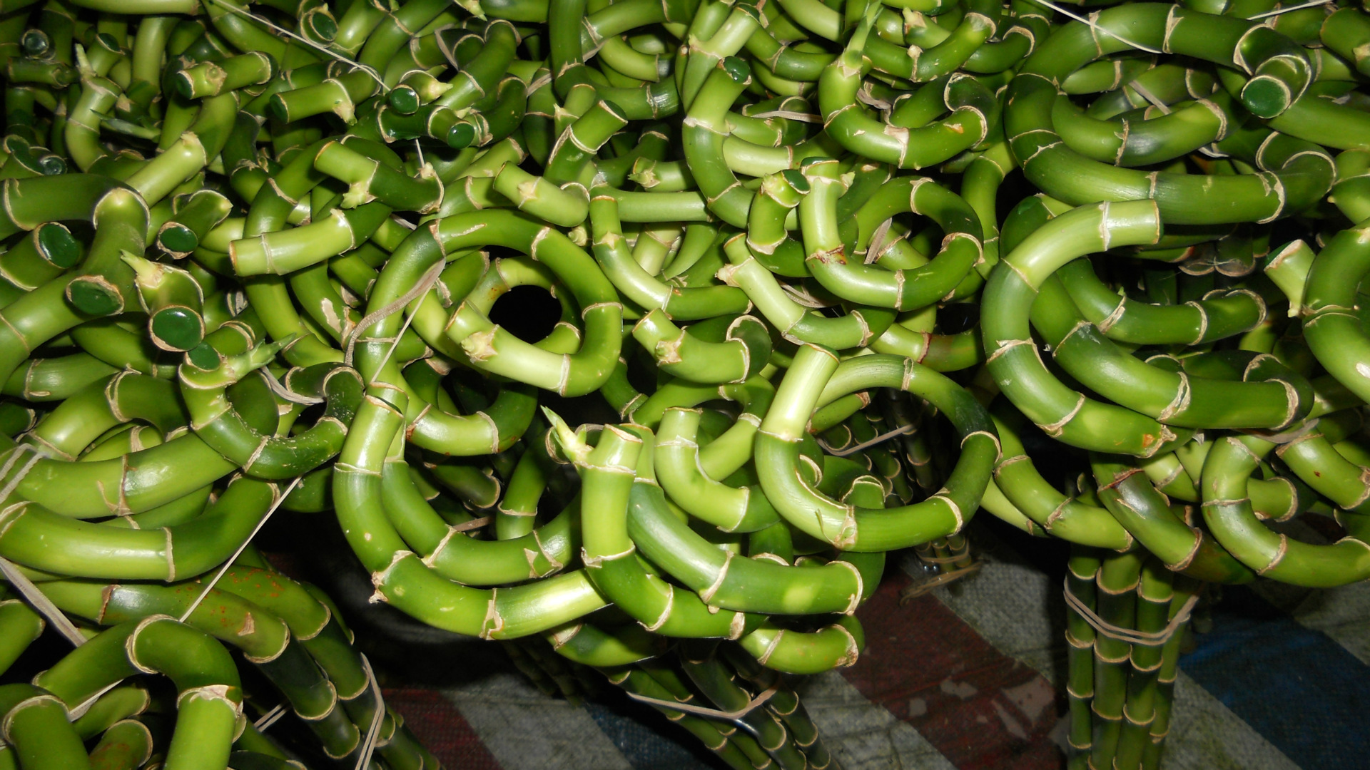 供应富贵竹水培富贵竹批发弯竹螺旋竹