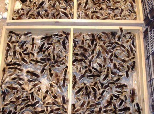 大量供应茶花鸡苗 厂家热销推荐 品种纯正 一级饲养 价格从优