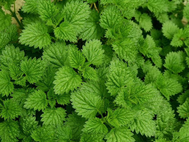 批发供应 北京绿普特供 中国薄荷 量大从优 中国薄荷