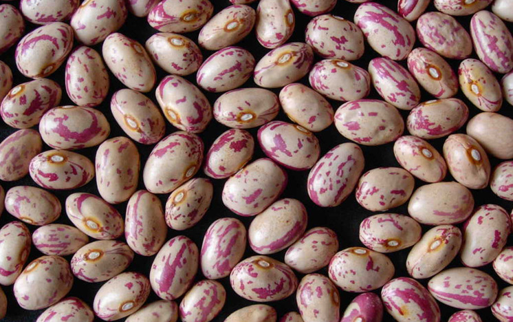 2013 奶花豆 批发 现货