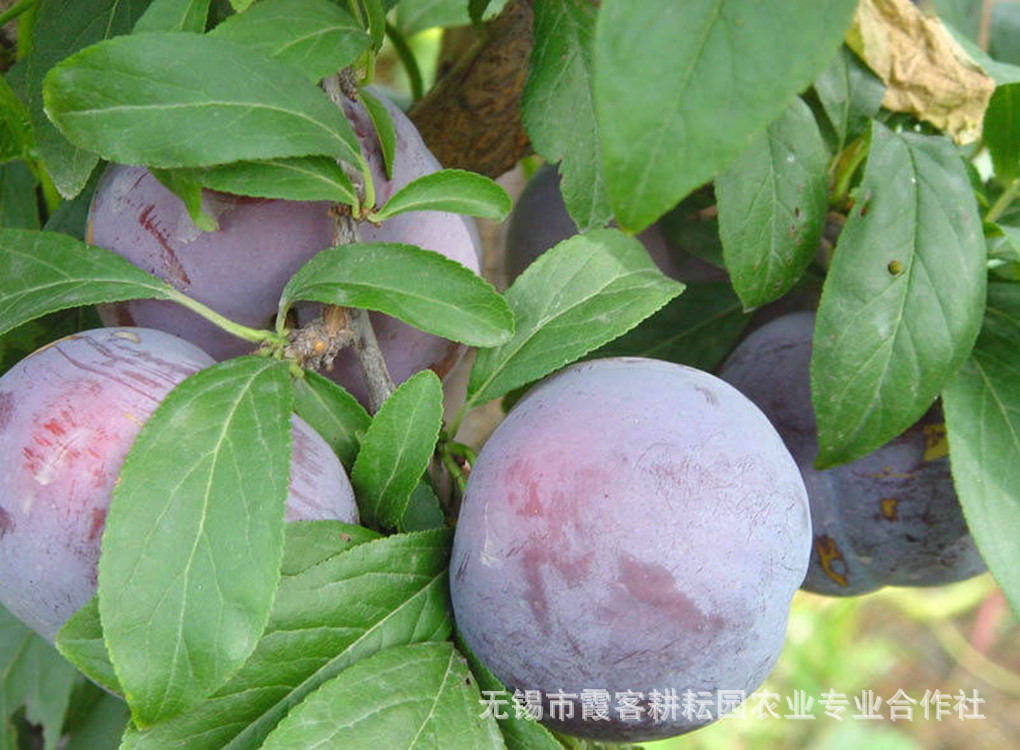 大李子苗木,美国黑布林,红布林,美国黑李苗,黑宝石苗木