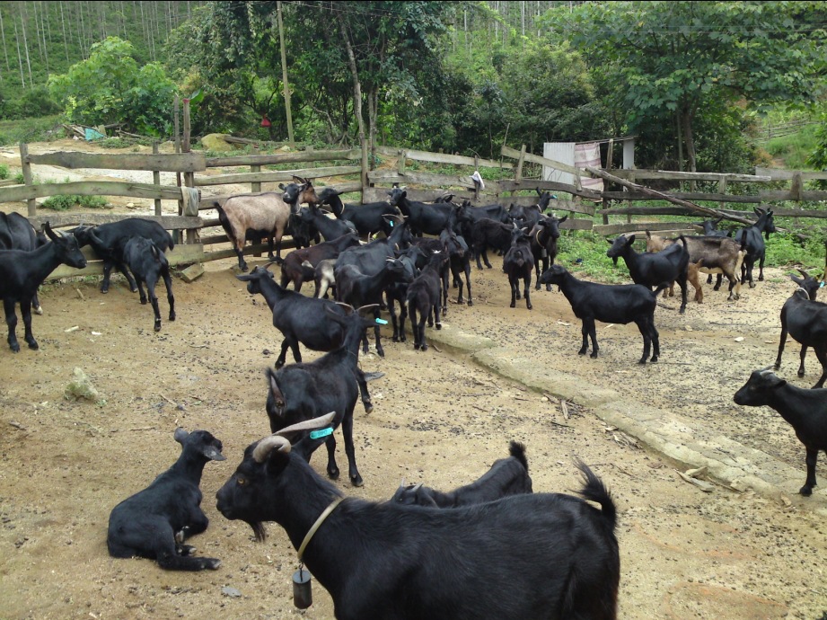东山羊海南山羊石山羊黑山羊养殖场养殖基地合作社大型养殖场种羊场