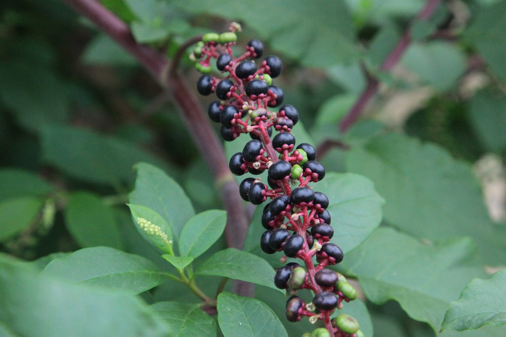 厂家直销 北京绿普优贡 商陆 信誉保证 量大从优 商陆