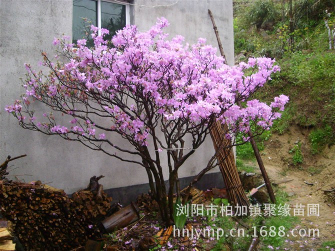 歡迎諮詢杜鵑花種植杜鵑花批發杜鵑花苗木