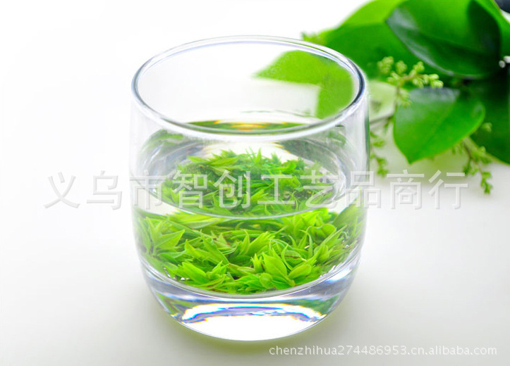 毛冬青嫩芽09