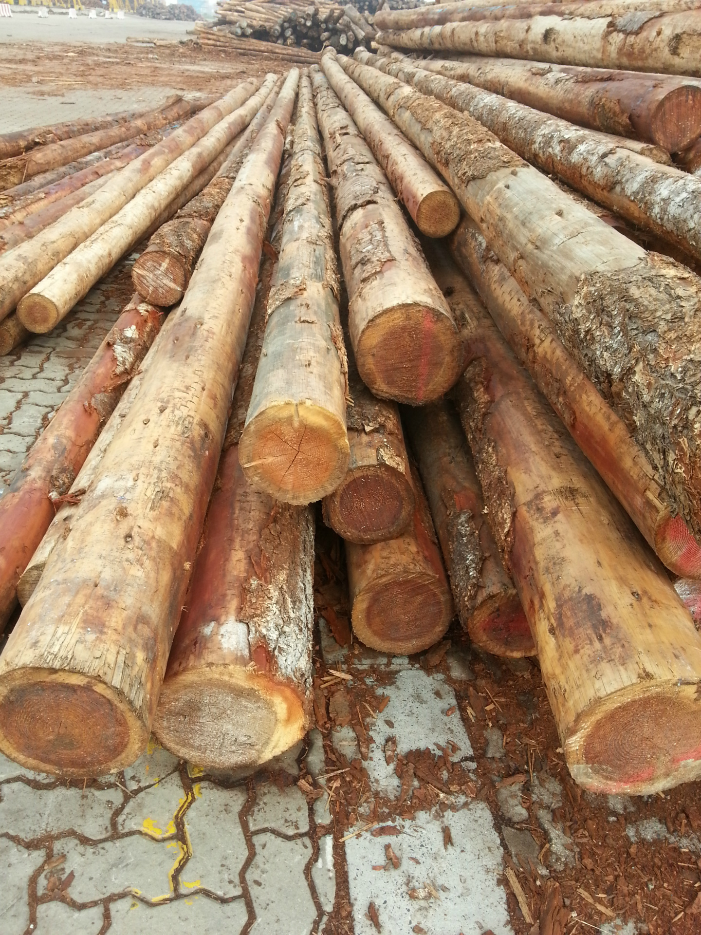 长期批发进口花旗原木,松原木,码头直销 潘