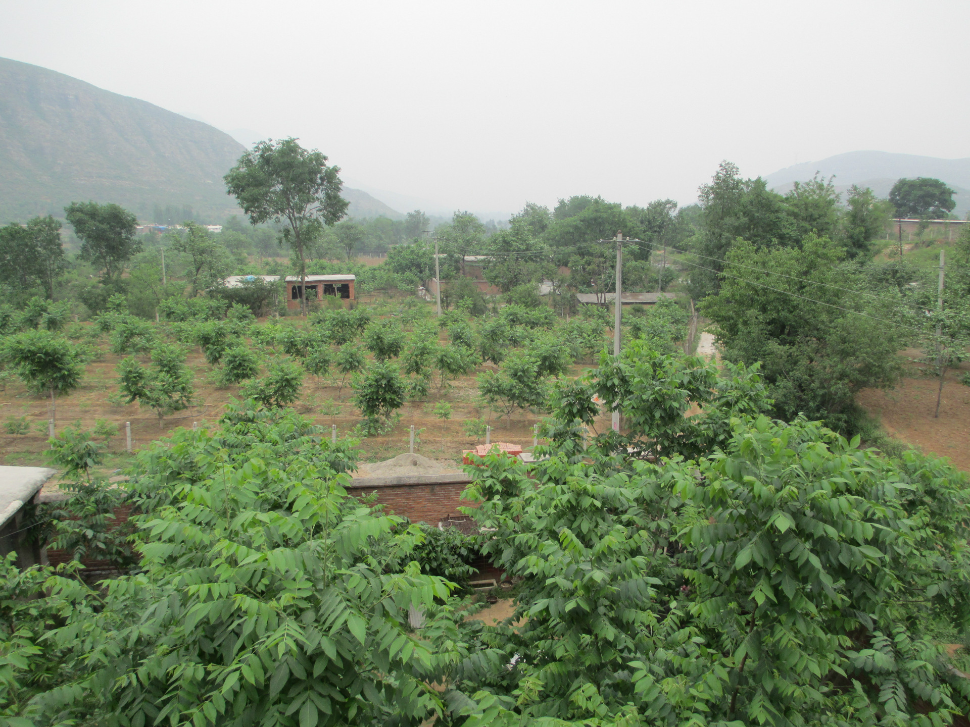 麻核桃成品树 麻核桃树 文玩核桃树苗