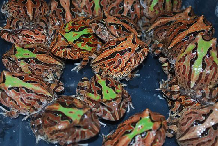 宠物角蛙 钟角蛙 南美角蛙 黄金角蛙 亚马逊 霸王角蛙4