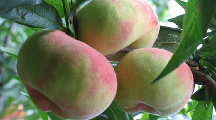 直销蟠桃桃树苗 桃树种植 香脆可口 当年结果苗|南北皆适宜种植