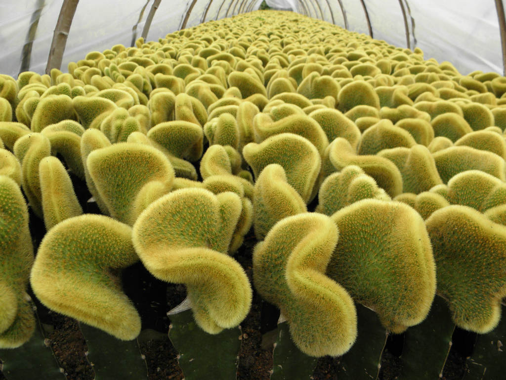 黄金钮缀化(b351)