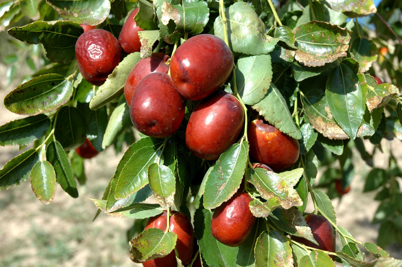 陕西特产 狗头枣 1000克小袋独立包装