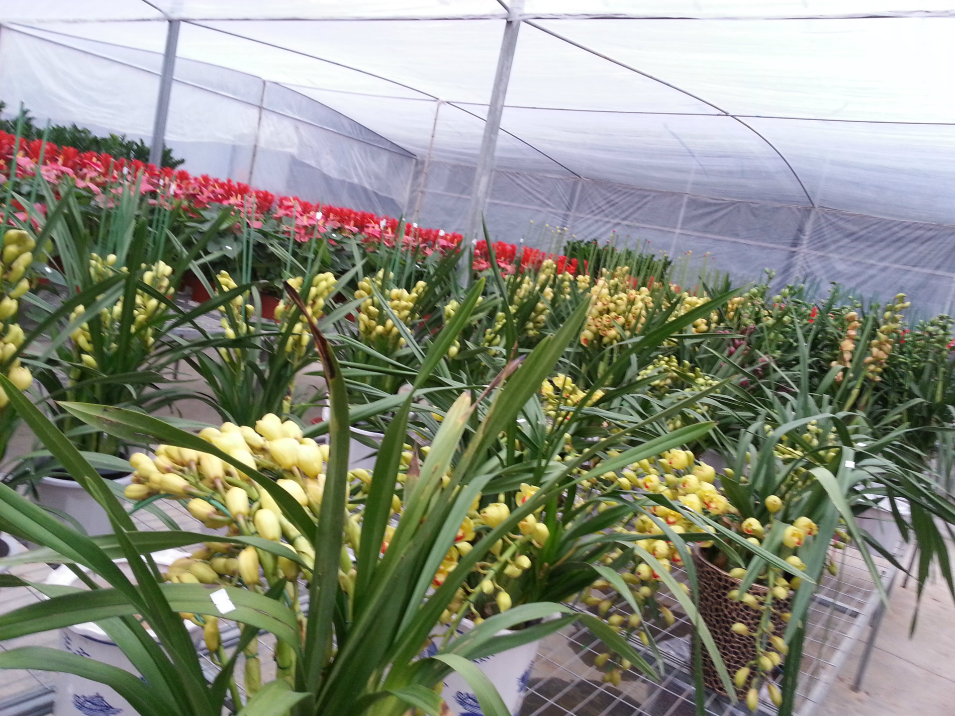 上海长宁静安普陀曹家渡实体欣枫花店租摆绿植预定订制供应