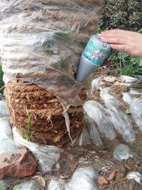 百邦·催芽抽枝灵(插瓶) 促进迅速发芽抽枝,用于新移栽的树木