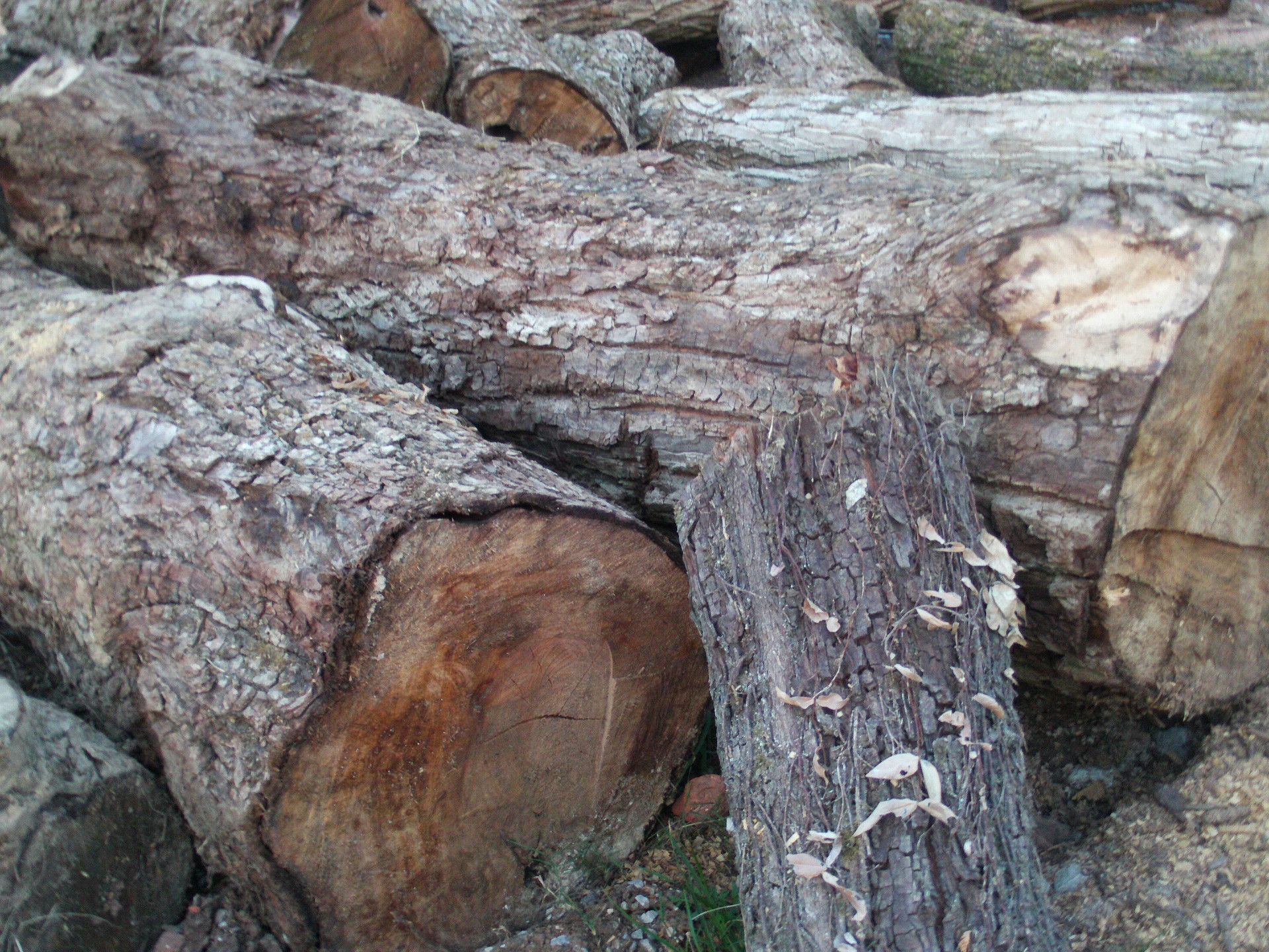 建材与装饰材料 木材和竹材 原木材 江西厂家供应优质硬杂木 杂木 株