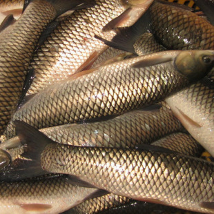 原生态无污染食用淡水鱼 天然养殖鲜美肉嫩草鱼 安全食用鱼批发