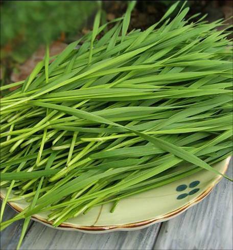 批发销售营养品有机麦苗粉