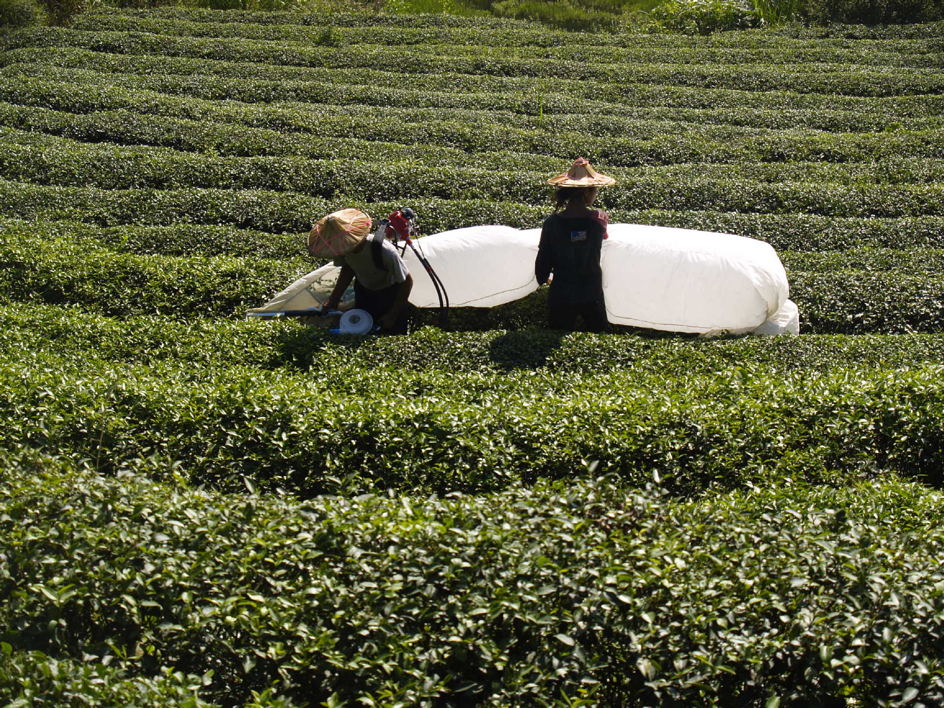 三菱动力采茶机