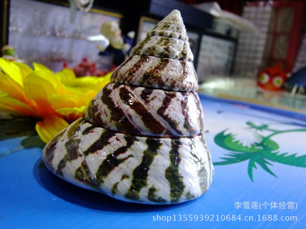 特大直径10厘米花斑钟螺高度1012厘米天然贝壳海螺批发