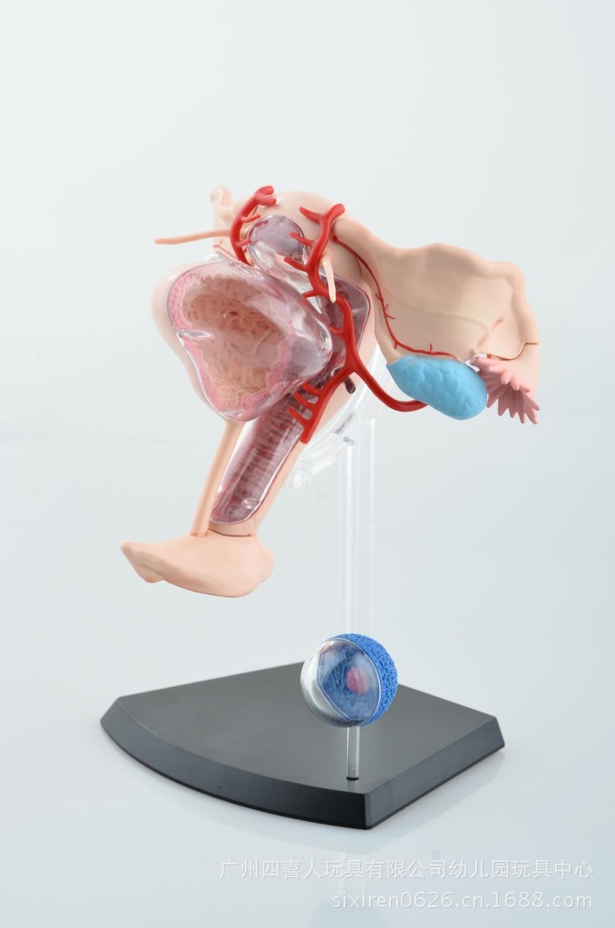 生物医学教育解剖 女性生殖器官模型 4d masterha26062