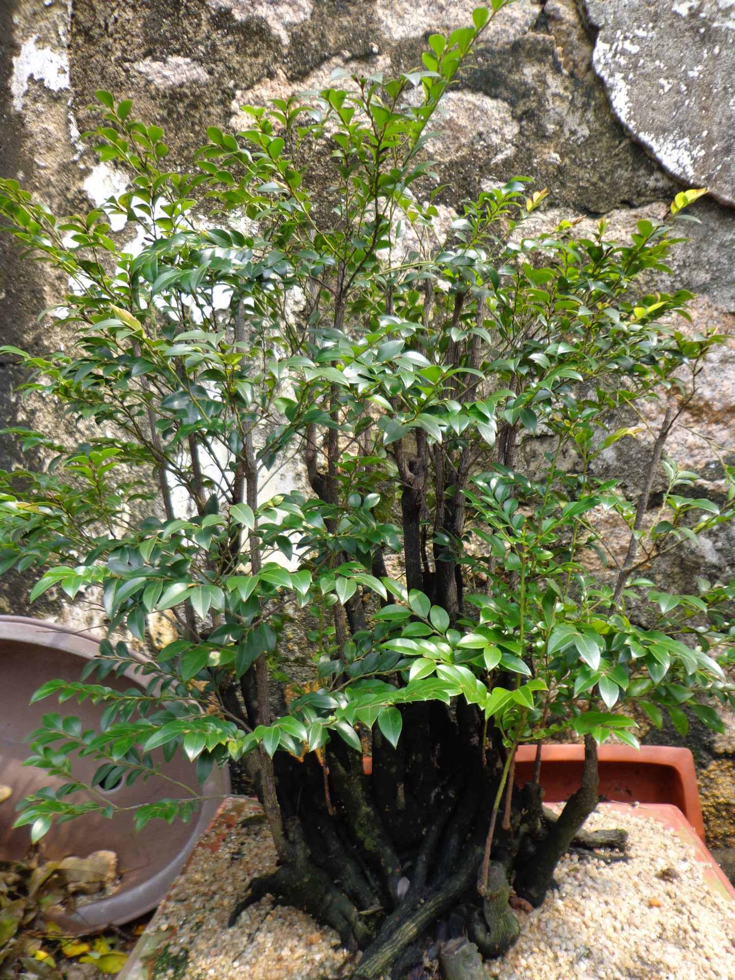 批发零售台山黑骨茶/紫檀/黑骨香