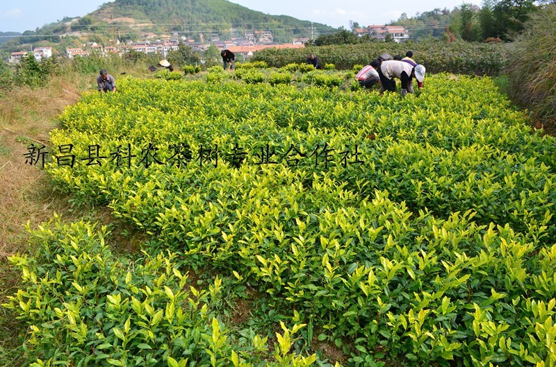 黄金芽茶苗纯度100保证浙江黄金芽茶苗专业培育基地