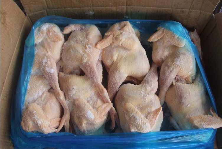 【直销供应新鲜冷冻西装鸡 自养鸡 绿色无污染】价格,厂家,图片,其他