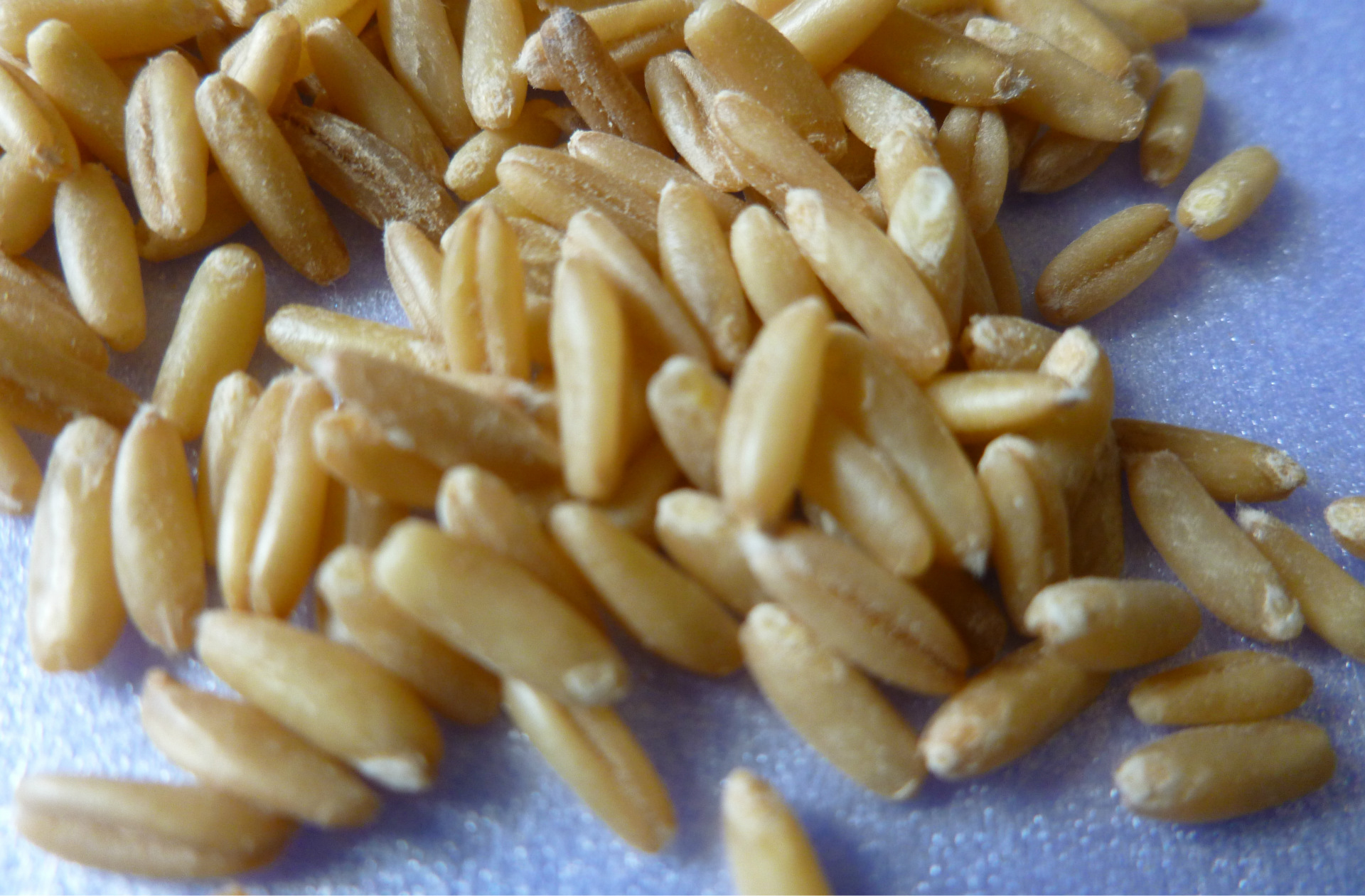 【雀麦 野麦 裸燕麦 莜麦 玉麦 铃铛麦 燕麦】价格