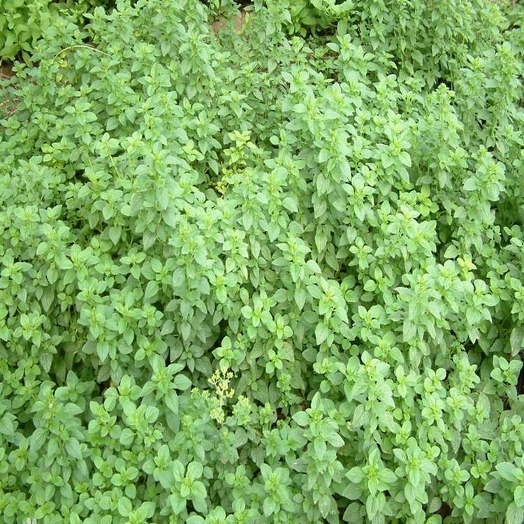 供应地被植物牛至又名奥勒冈草俄力冈叶披萨草蘑菇草