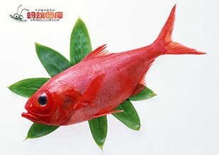 紅石斑生產基地,大量提供紅石斑等各類斑魚