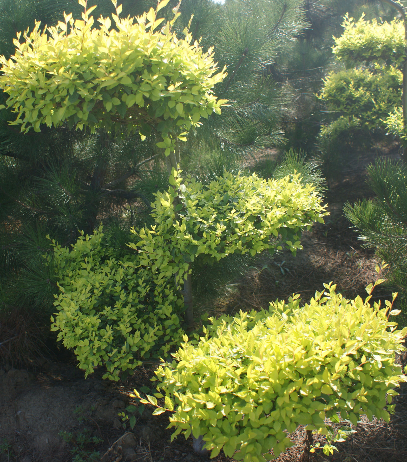 初加工材料 农产品 绿化苗木 灌木 l供应高品质,高质量的 金叶榆造型